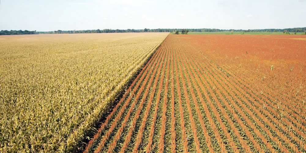 field crops